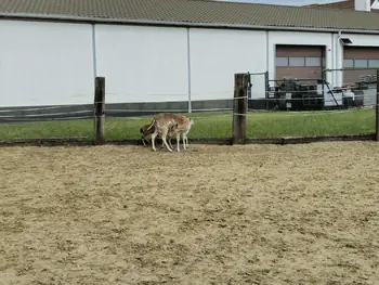 Bredene (België)